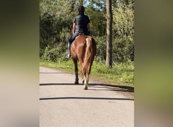 Freiberger, Wallach, 3 Jahre, 157 cm, Dunkelfuchs