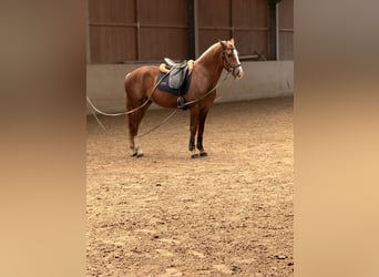 Freiberger, Wallach, 3 Jahre, 157 cm, Dunkelfuchs
