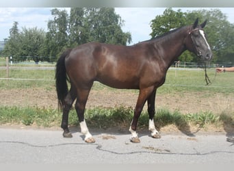 Freiberger, Wallach, 3 Jahre, 157 cm, Schwarzbrauner