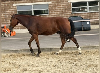 Freiberger, Wallach, 3 Jahre, 158 cm, Brauner