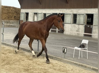Freiberger, Wallach, 3 Jahre, 158 cm, Brauner