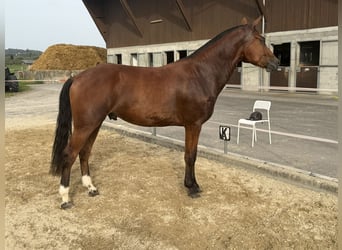 Freiberger, Wallach, 3 Jahre, 158 cm, Brauner