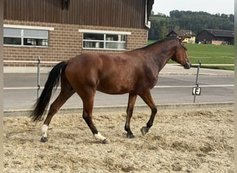 Freiberger, Wallach, 3 Jahre, 158 cm, Brauner