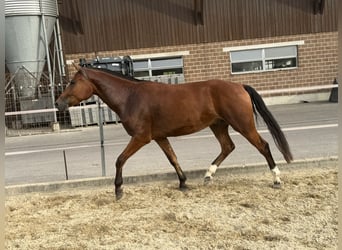 Freiberger, Wallach, 3 Jahre, 158 cm, Brauner