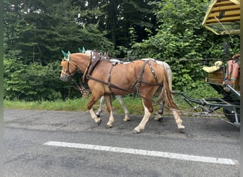 Freiberger, Wallach, 3 Jahre, 158 cm, Fuchs