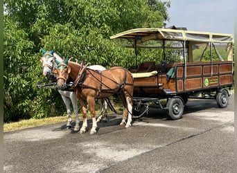 Freiberger, Wallach, 3 Jahre, 158 cm, Fuchs
