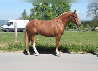Freiberger, Wallach, 3 Jahre, 158 cm, Fuchs