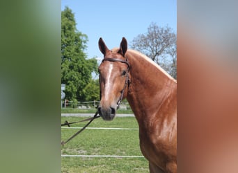 Freiberger, Wallach, 3 Jahre, 158 cm, Fuchs