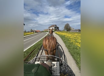 Freiberger, Wallach, 3 Jahre, 158 cm, Fuchs