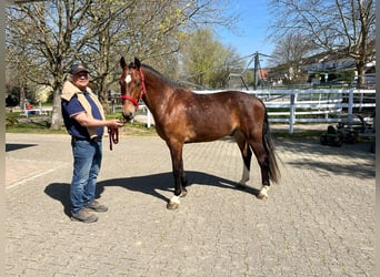 Freiberger, Wallach, 3 Jahre, 159 cm, Dunkelbrauner
