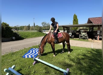Freiberger, Wallach, 3 Jahre, 159 cm, Dunkelbrauner