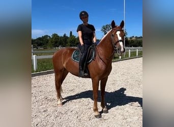 Freiberger, Wallach, 3 Jahre, 159 cm, Fuchs