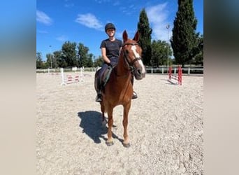 Freiberger, Wallach, 3 Jahre, 159 cm, Fuchs