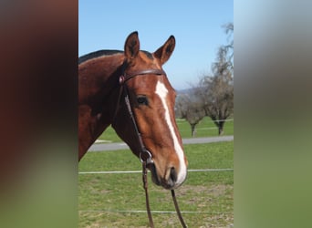 Freiberger, Wallach, 3 Jahre, 160 cm, Brauner
