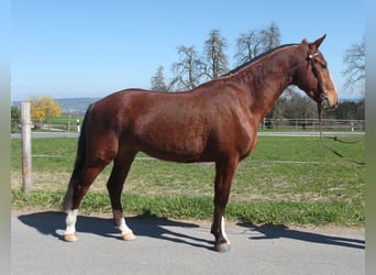 Freiberger, Wallach, 3 Jahre, 160 cm, Brauner