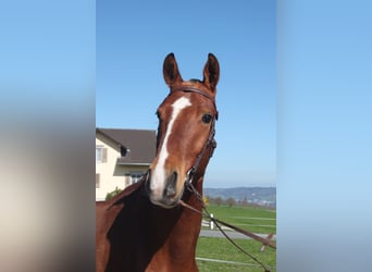 Freiberger, Wallach, 3 Jahre, 160 cm, Brauner