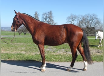 Freiberger, Wallach, 3 Jahre, 160 cm, Brauner