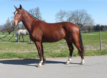 Freiberger, Wallach, 3 Jahre, 160 cm, Brauner