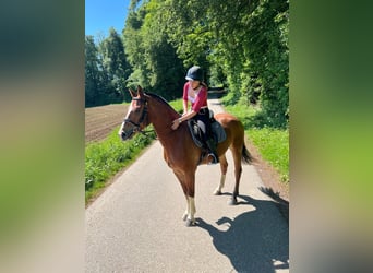 Freiberger, Wallach, 3 Jahre, 160 cm, Brauner
