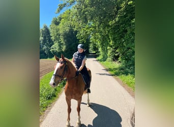 Freiberger, Wallach, 3 Jahre, 160 cm, Fuchs