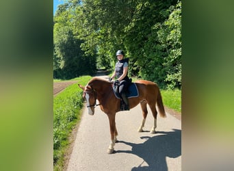 Freiberger, Wallach, 3 Jahre, 160 cm, Fuchs