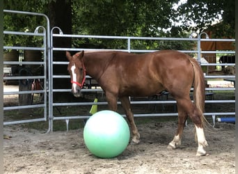 Freiberger, Wallach, 3 Jahre, 160 cm, Fuchs