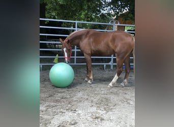 Freiberger, Wallach, 3 Jahre, 160 cm, Fuchs
