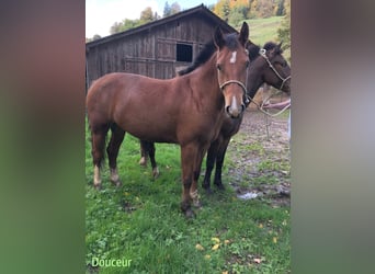 Freiberger, Wallach, 3 Jahre