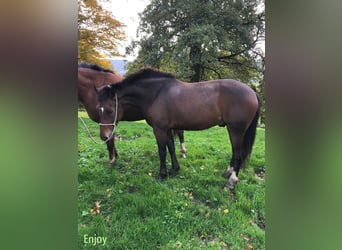 Freiberger, Wallach, 3 Jahre