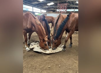 Freiberger, Wallach, 4 Jahre, 151 cm, Brauner