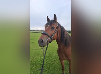 Freiberger, Wallach, 4 Jahre, 155 cm, Brauner