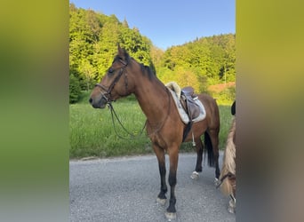 Freiberger, Wallach, 4 Jahre, 155 cm, Brauner