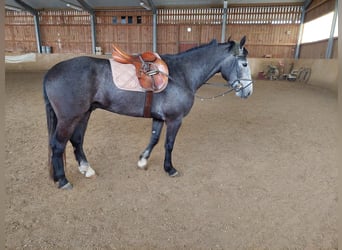 Freiberger Mix, Wallach, 4 Jahre, 155 cm, Schimmel