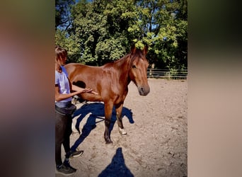 Freiberger, Wallach, 4 Jahre, 156 cm, Brauner