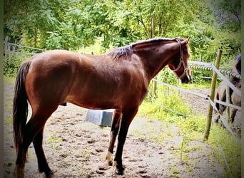 Freiberger, Wallach, 4 Jahre, 156 cm, Brauner