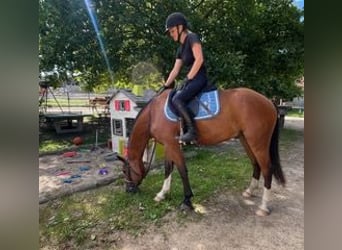 Freiberger, Wallach, 4 Jahre, 156 cm, Brauner