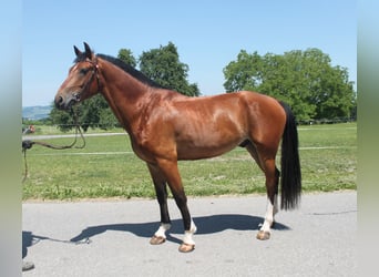 Freiberger, Wallach, 4 Jahre, 157 cm, Brauner
