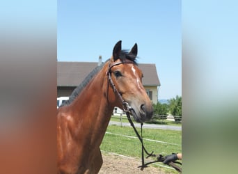 Freiberger, Wallach, 4 Jahre, 157 cm, Brauner