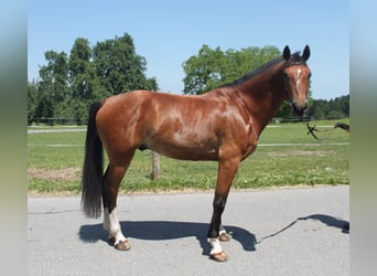 Freiberger, Wallach, 4 Jahre, 157 cm, Brauner