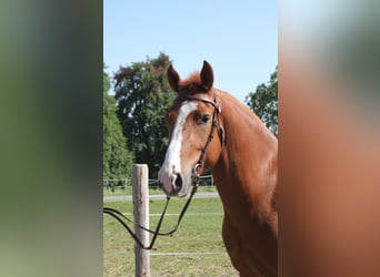 Freiberger, Wallach, 4 Jahre, 157 cm, Fuchs
