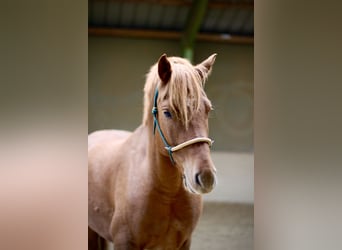 Freiberger, Wallach, 4 Jahre, 157 cm, Fuchs Freiberger, Wallach, 4 Jahre, 157 cm, Fuchs