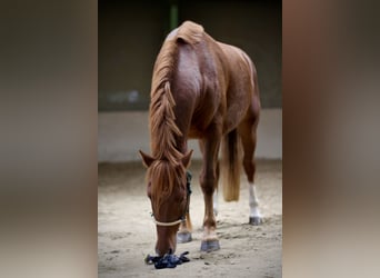 Freiberger, Wallach, 4 Jahre, 157 cm, Fuchs Freiberger, Wallach, 4 Jahre, 157 cm, Fuchs