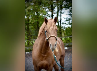 Freiberger, Wallach, 4 Jahre, 157 cm, Fuchs Freiberger, Wallach, 4 Jahre, 157 cm, Fuchs