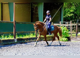 Freiberger, Wallach, 4 Jahre, 157 cm, Fuchs Freiberger, Wallach, 4 Jahre, 157 cm, Fuchs