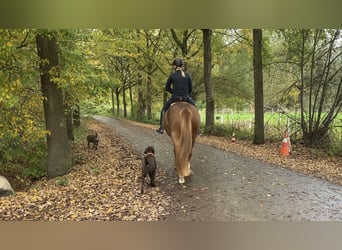 Freiberger, Wallach, 4 Jahre, 157 cm, Fuchs Freiberger, Wallach, 4 Jahre, 157 cm, Fuchs