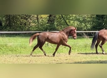Freiberger, Wallach, 4 Jahre, 157 cm, Fuchs Freiberger, Wallach, 4 Jahre, 157 cm, Fuchs