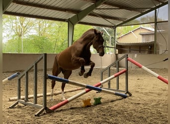 Freiberger, Wallach, 4 Jahre, 157 cm, Fuchs Freiberger, Wallach, 4 Jahre, 157 cm, Fuchs