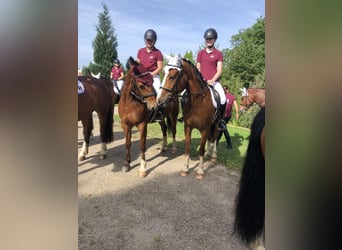 Freiberger, Wallach, 4 Jahre, 159 cm, Brauner