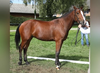 Freiberger, Wallach, 4 Jahre, 159 cm, Dunkelbrauner