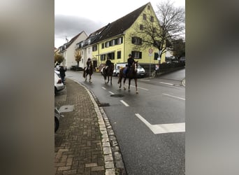 Freiberger, Wallach, 4 Jahre, 159 cm, Fuchs